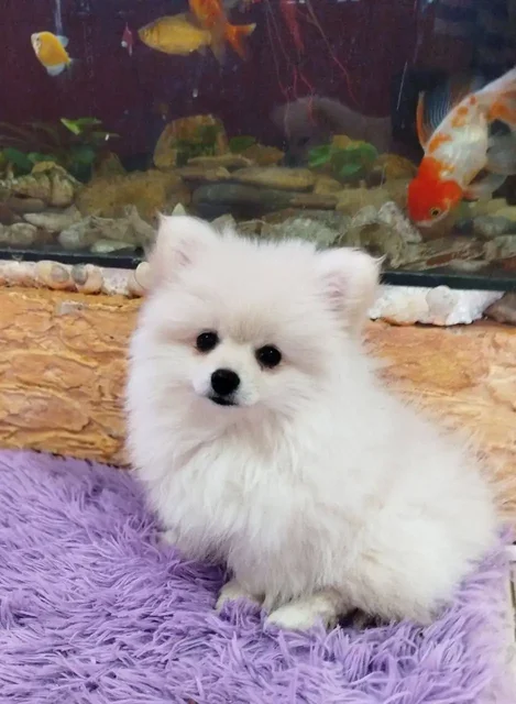 Померанский шпиц, девочка 3 месяца - частное объявление в Псковская область