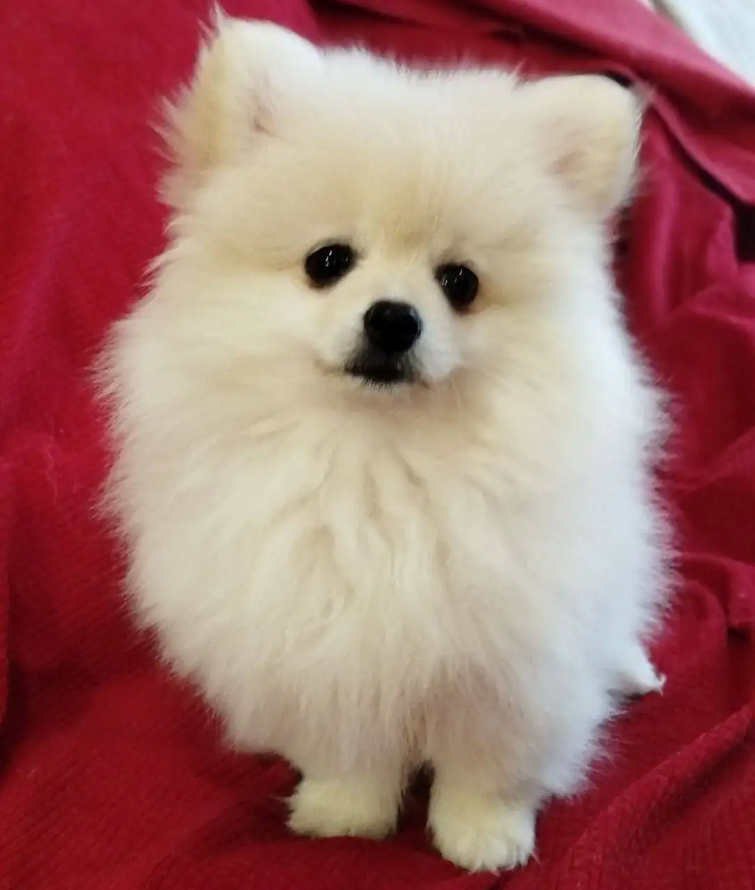 Померанский шпиц, девочка 3 месяца - Собаки (Животные) в Псковская область