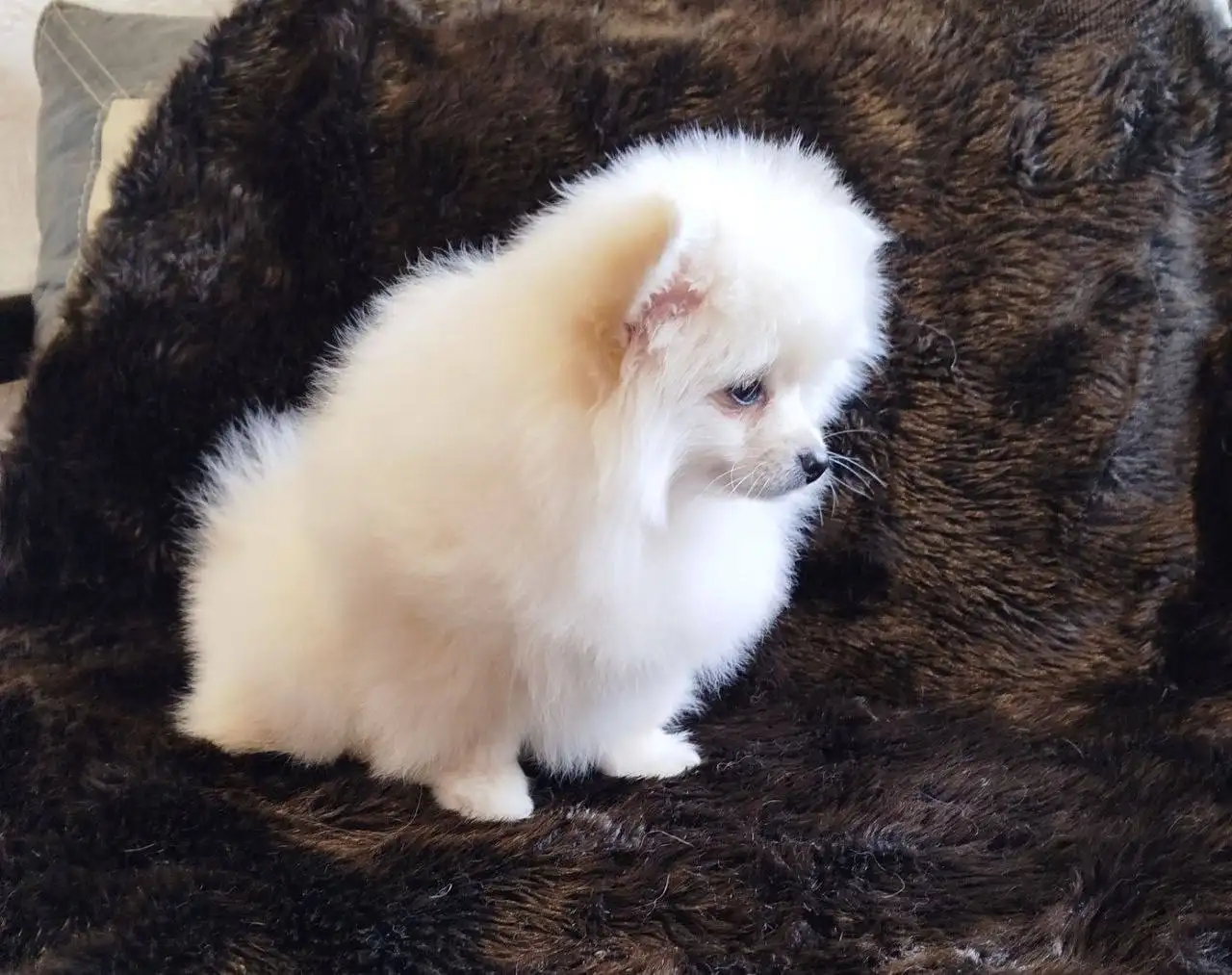 Померанский шпиц, девочка 3 месяца - Собаки (Животные) в Псковская область