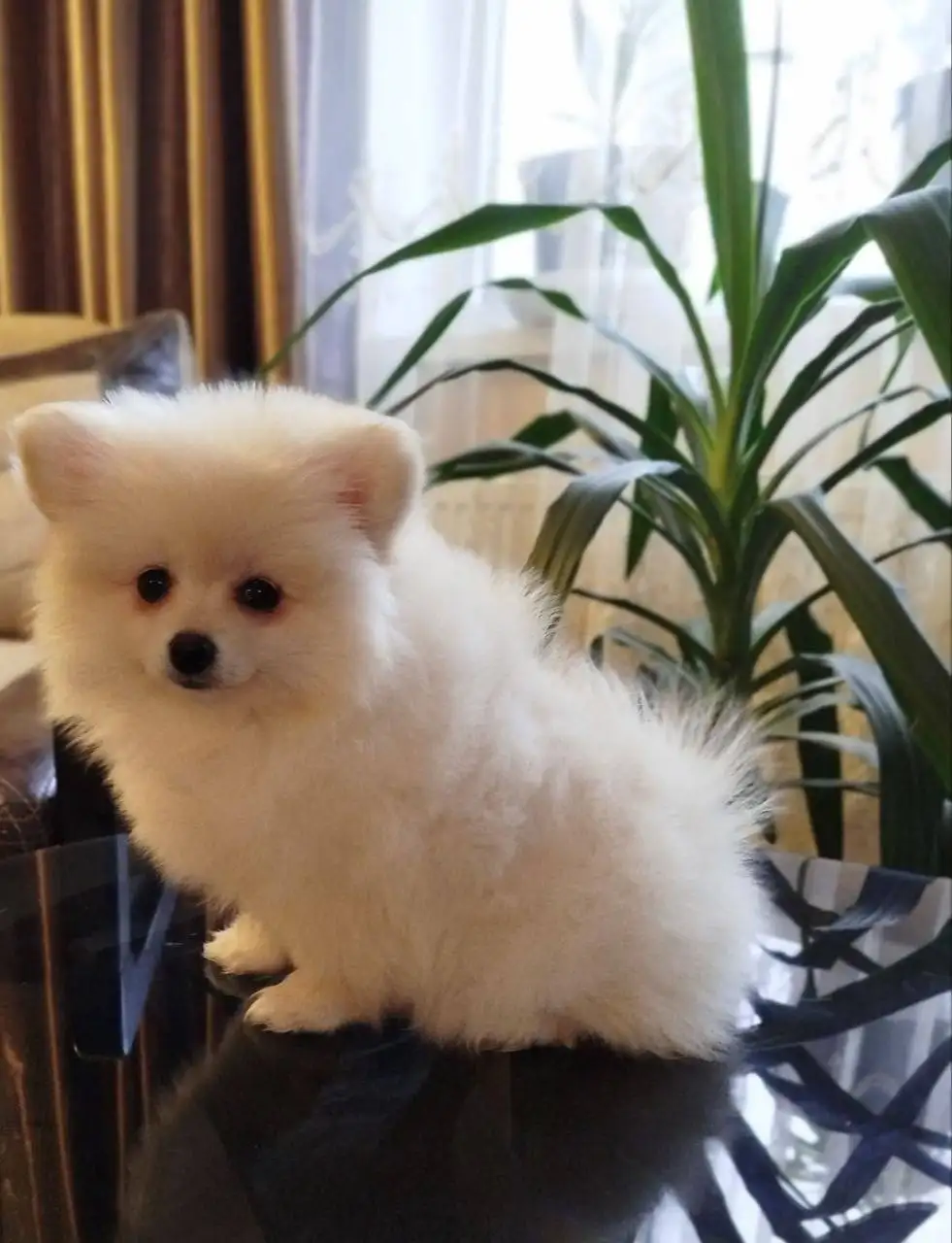 Померанский шпиц, девочка 3 месяца - Собаки (Животные) в Псковская область