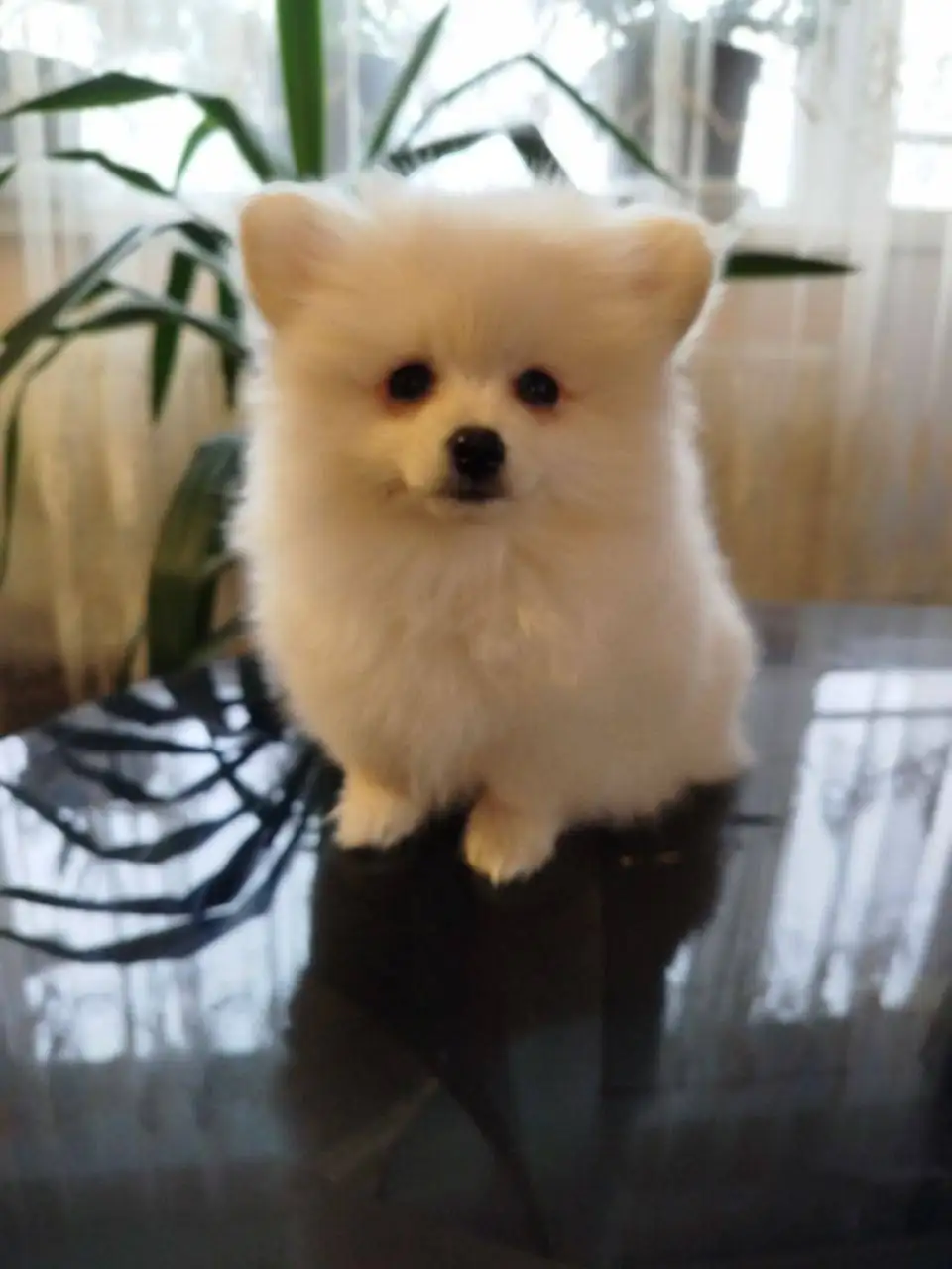Померанский шпиц, девочка 3 месяца - Собаки (Животные) в Псковская область