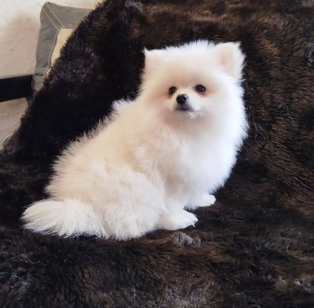 Померанский шпиц, девочка 3 месяца - Собаки (Животные) в Псковская область