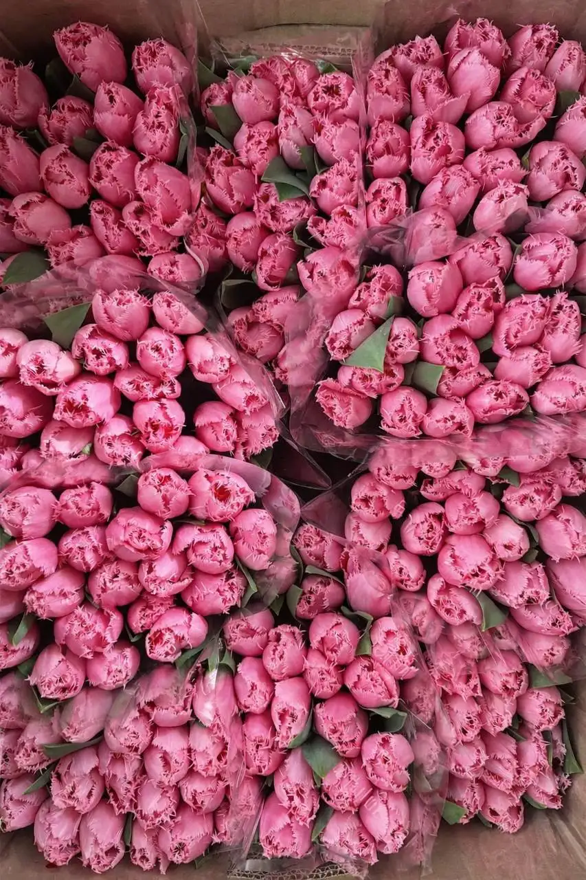 Бронь букетов на 8 марта - Цветы (Хобби и отдых) в Неизвестно