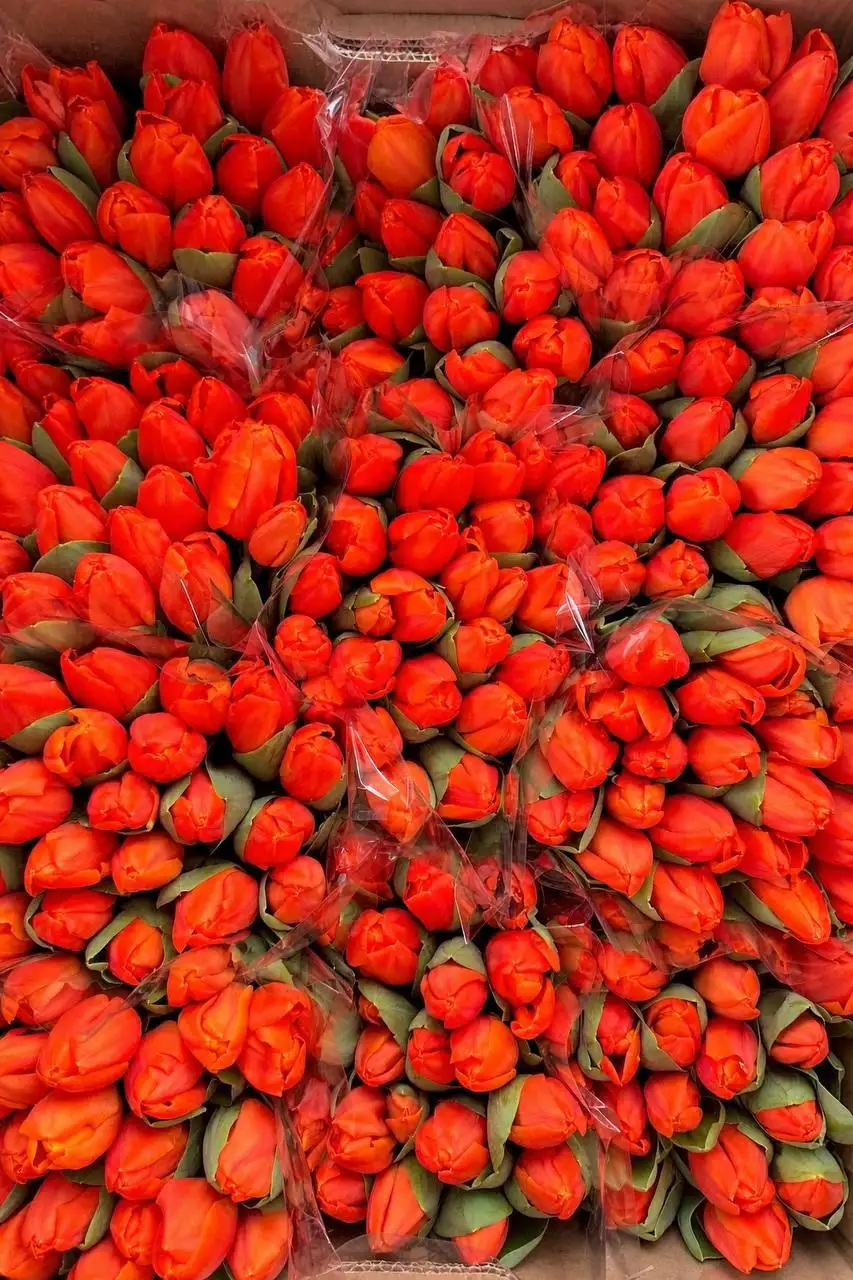 Бронь букетов на 8 марта - Цветы (Хобби и отдых) в Неизвестно