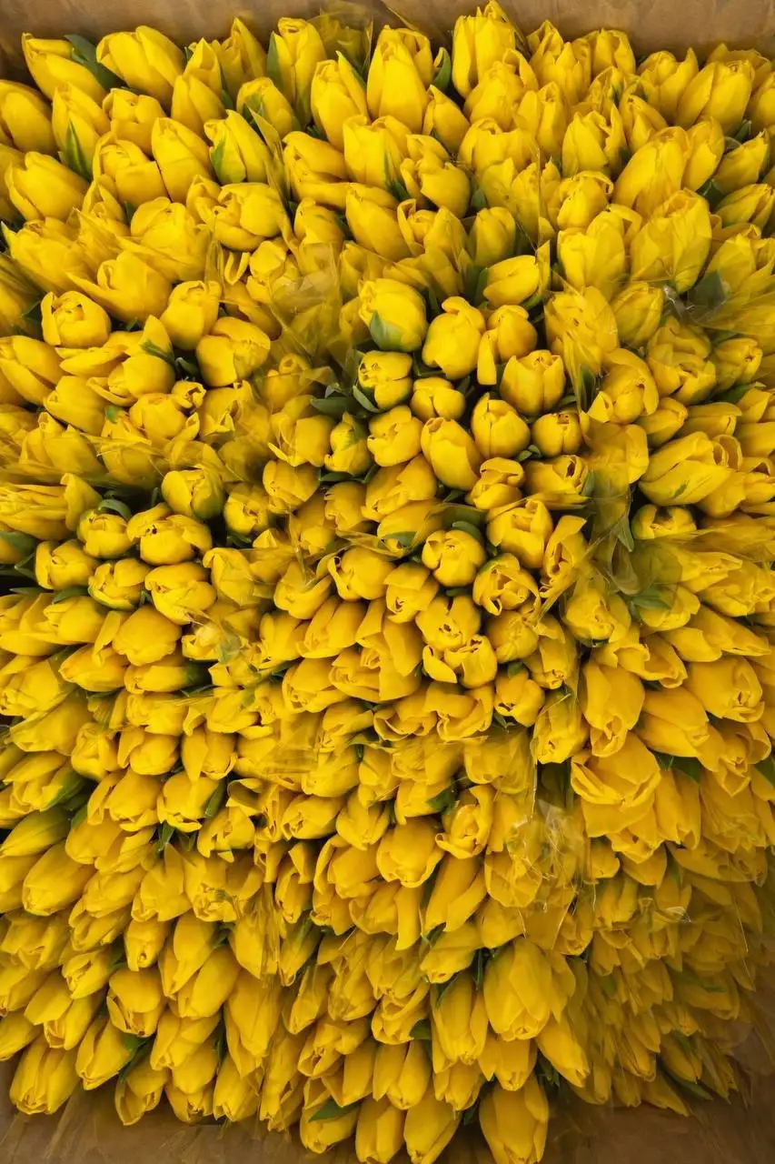 Бронь букетов на 8 марта - Цветы (Хобби и отдых) в Неизвестно