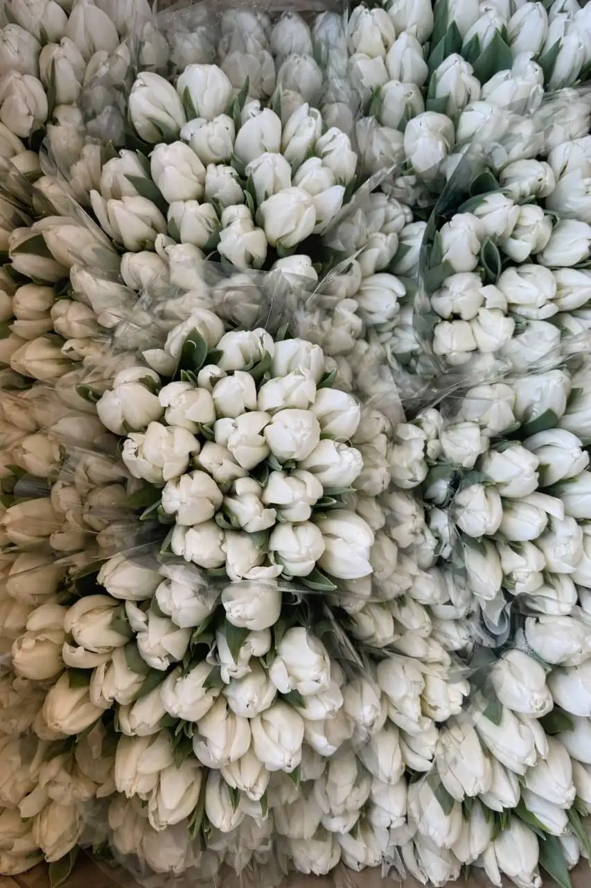 Бронь букетов на 8 марта - Цветы (Хобби и отдых) в Неизвестно