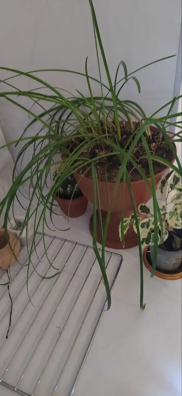 Продам цветок выскочка розовая