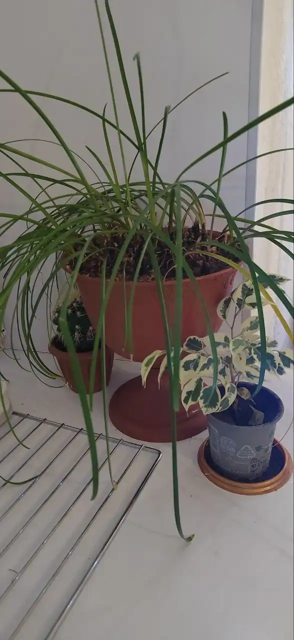 Продам цветок выскочка розовая