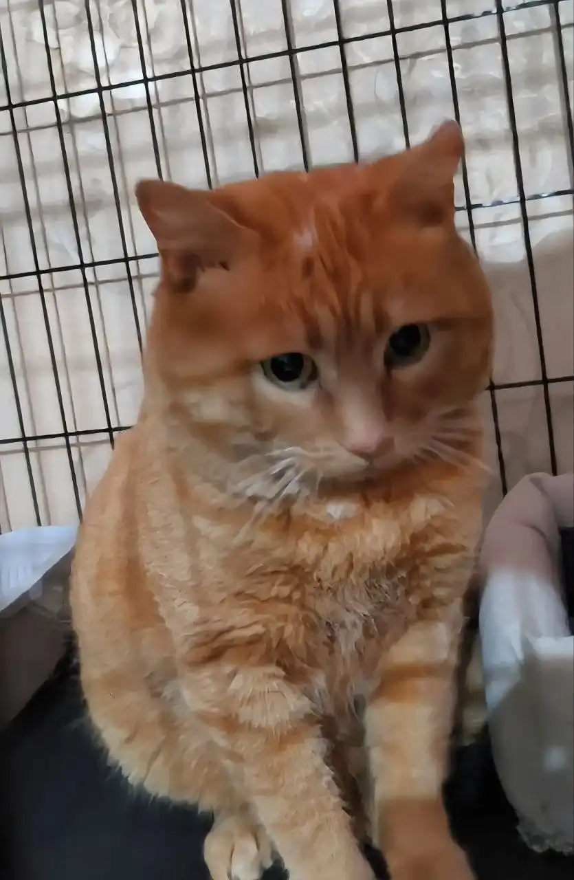 Кот Шрек ищет дом