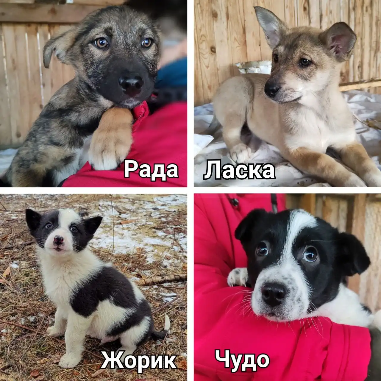 Щенкам нужен дом