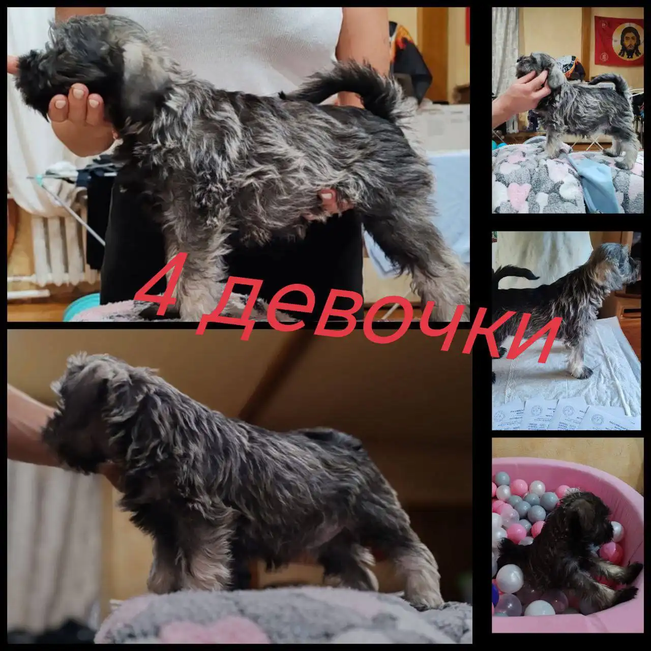 Щенки цвергшнауцера окраса перец с солью