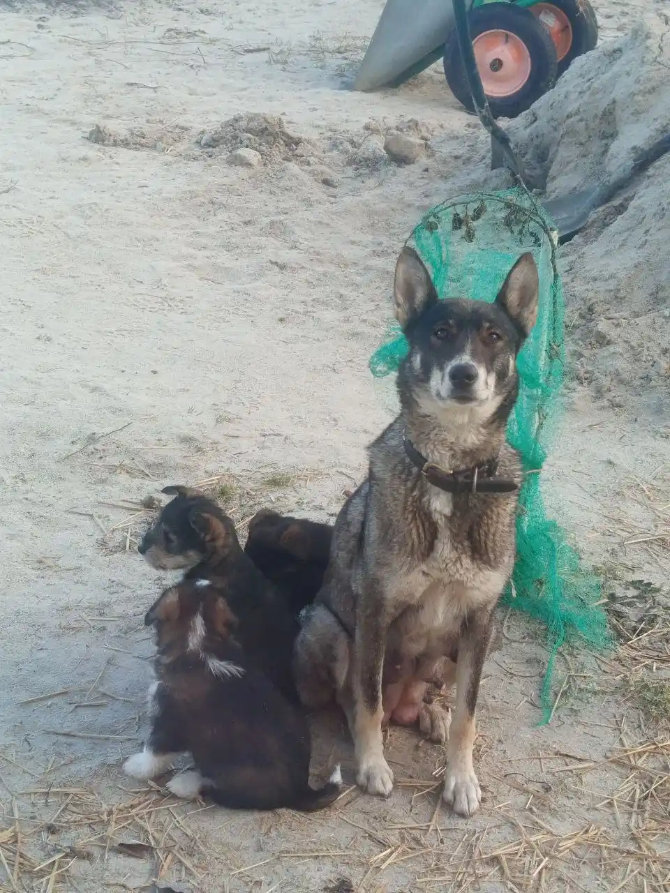 Щенки западно-сибирской лайки - Животные в Тюмень