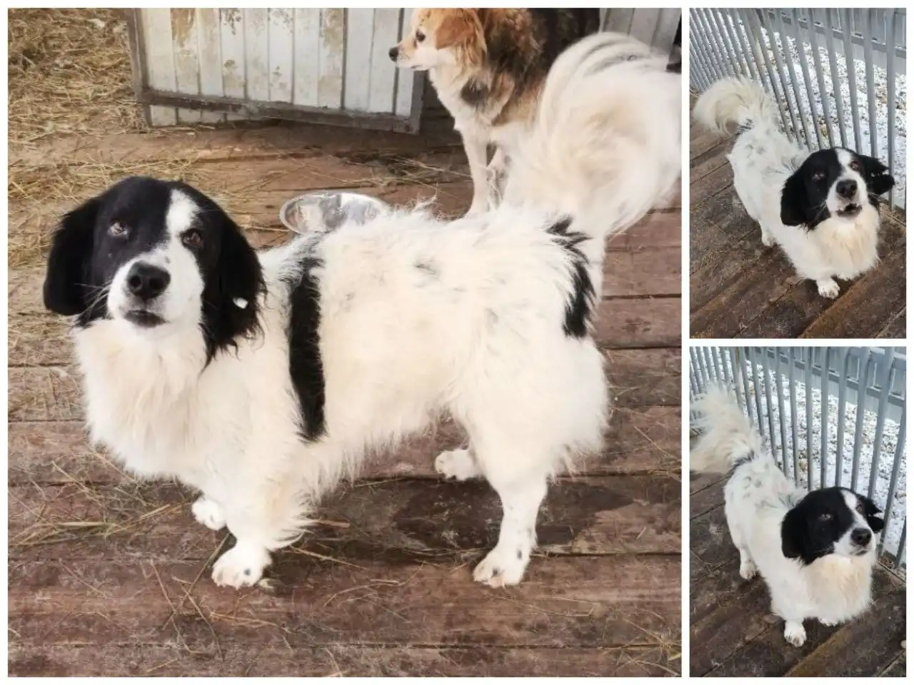 Срочно ищем дом для мальчика