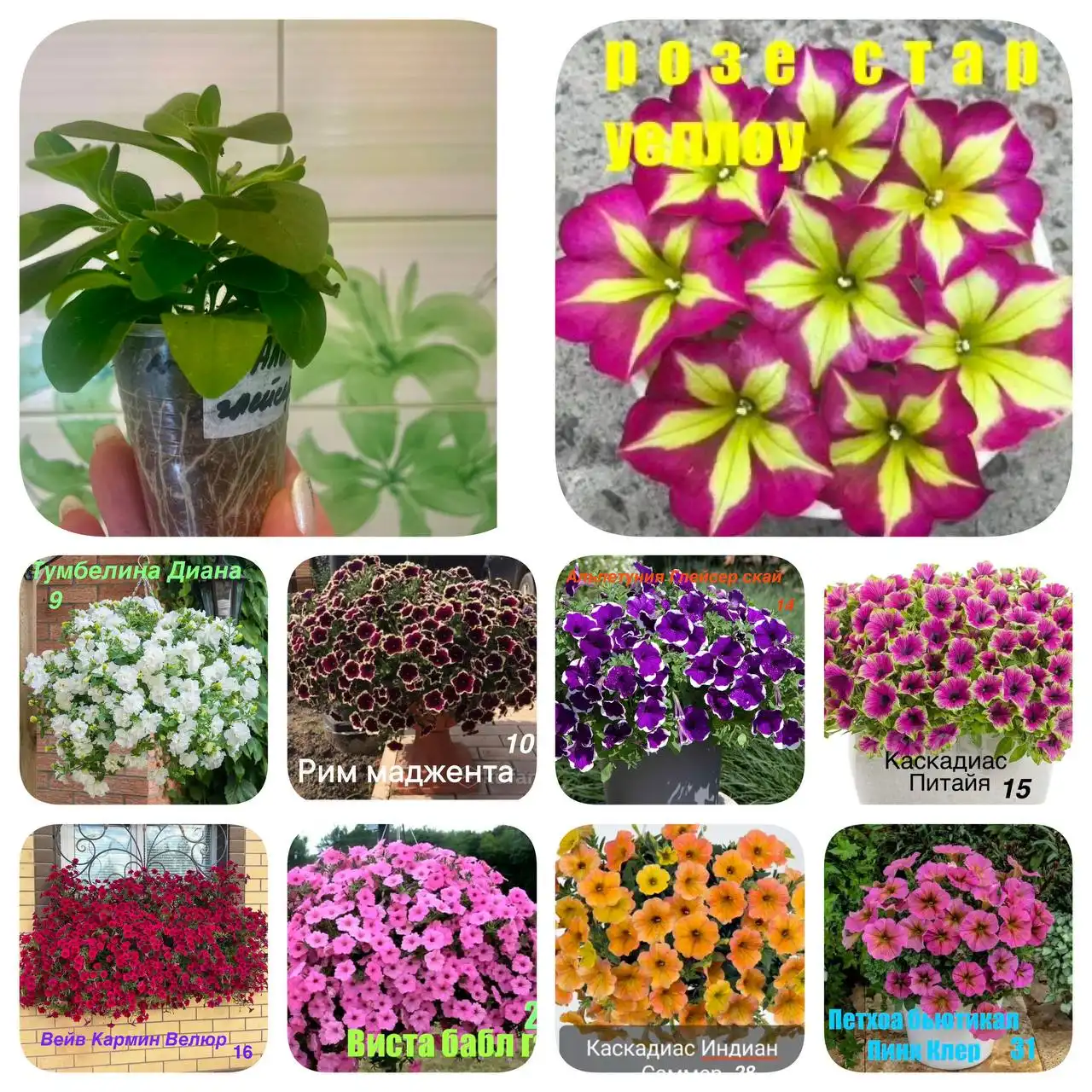 Укорененные черенки петунии и других растений