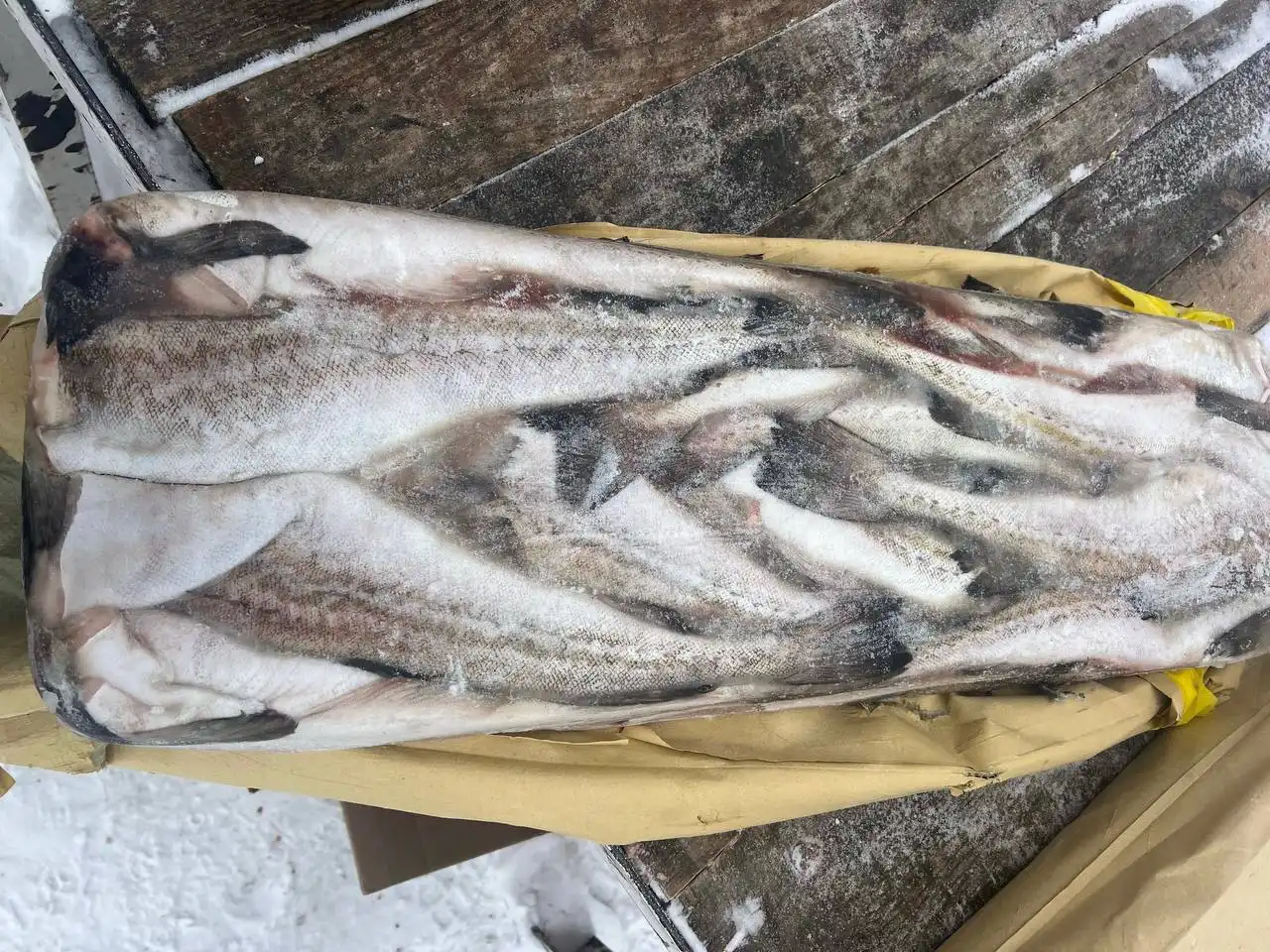 Продажа свежего минтая в Тюмени