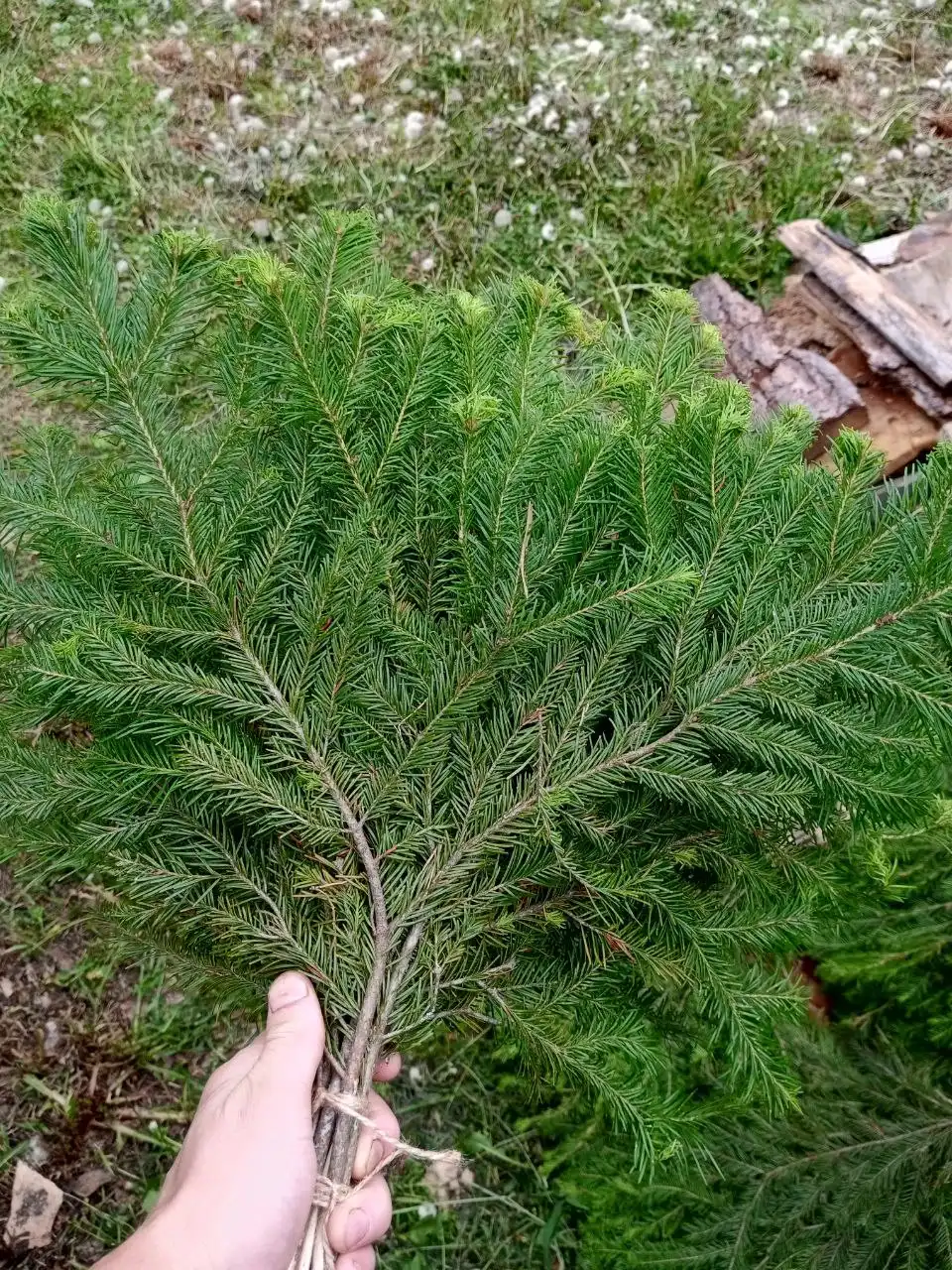 Тыква и помидоры в вакууме, веники для бани с доставкой - Продукты питания, товары для дома (Барахолка) в Тюмень