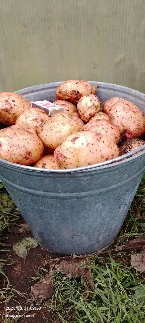 Продажа овощей и заготовок в Тюмени - Продукты питания (Для дома и дачи) в Тюмень