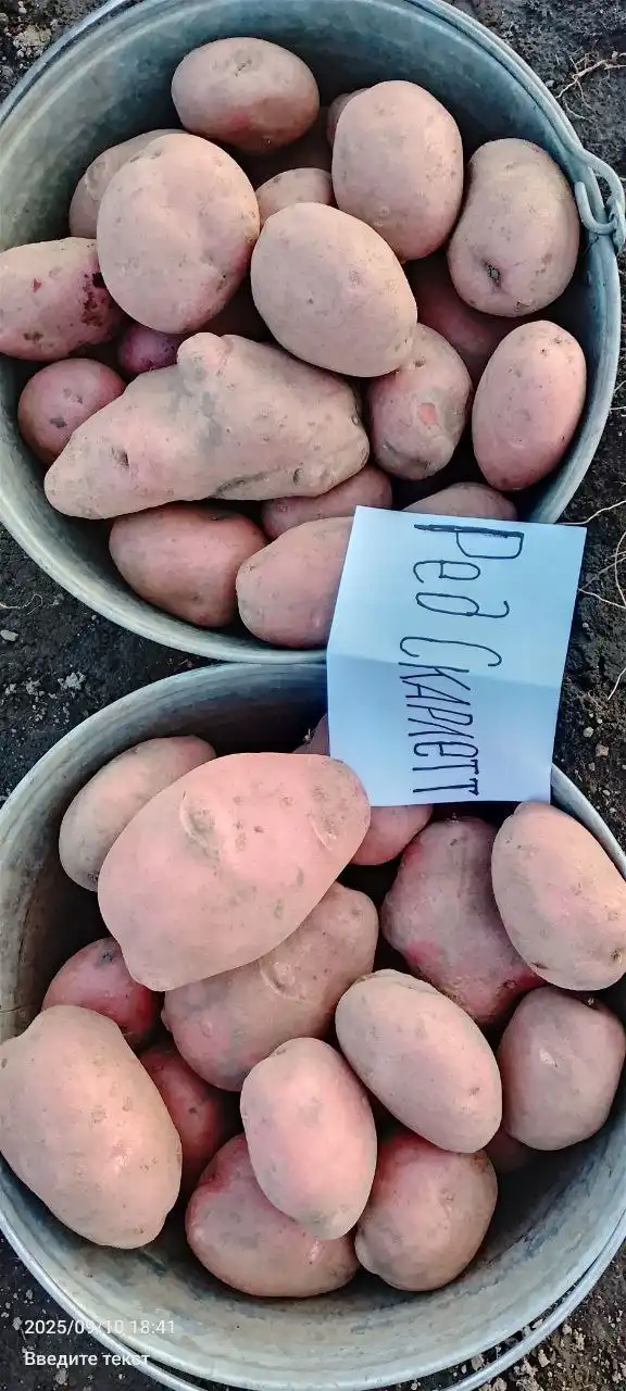 Продажа овощей и заготовок в Тюмени - Продукты питания (Для дома и дачи) в Тюмень