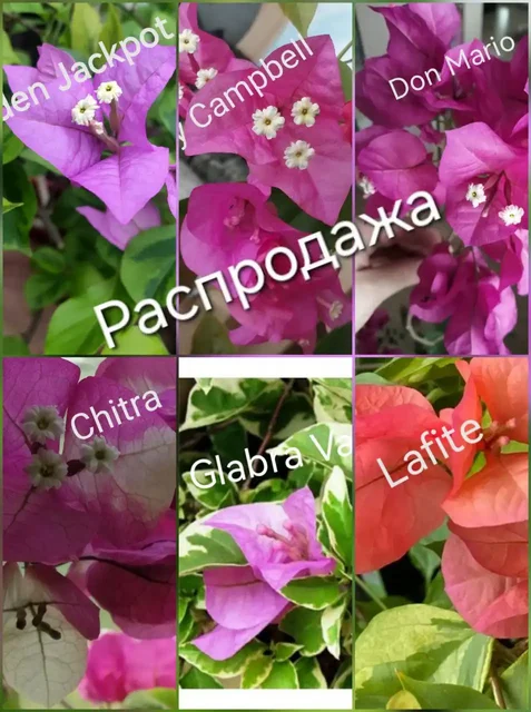 Продажа бугенвиллии - Ручная работа в Тюмень