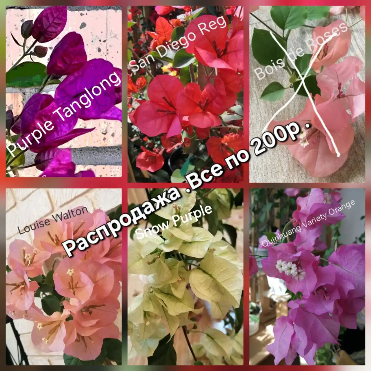 Продажа бугенвиллии - Растения (Хобби и отдых) в Тюмень