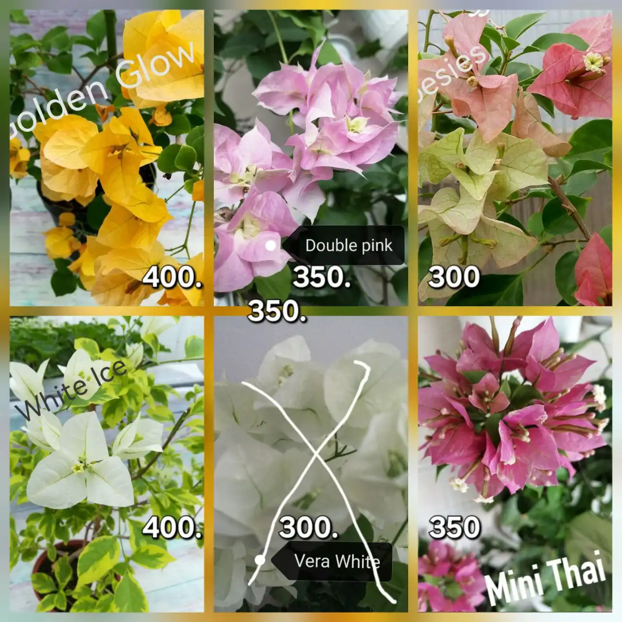 Продажа бугенвиллии - Растения (Хобби и отдых) в Тюмень