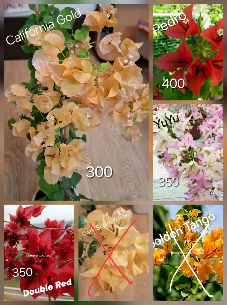 Продажа бугенвиллии - Растения (Хобби и отдых) в Тюмень