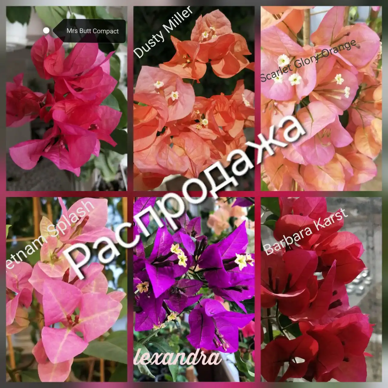 Продажа бугенвиллии - Растения (Хобби и отдых) в Тюмень