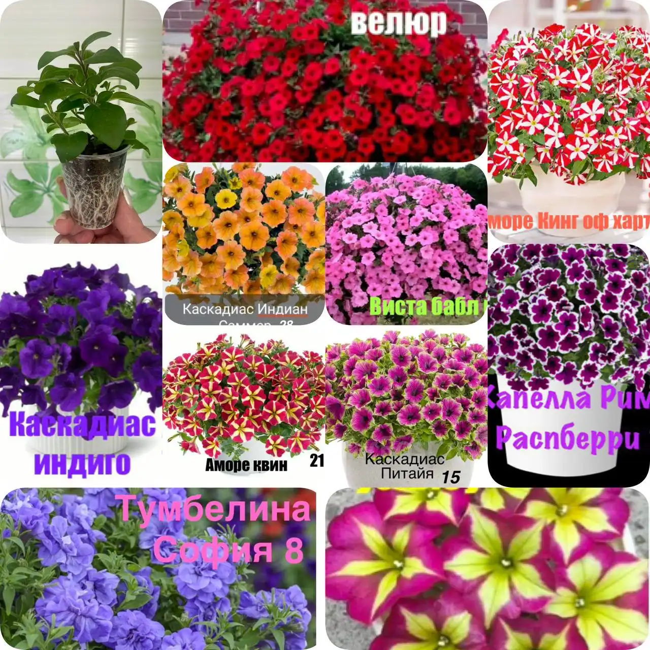 Продажа укорененных черенков петунии - Растения (Хобби и отдых) в Тюмень