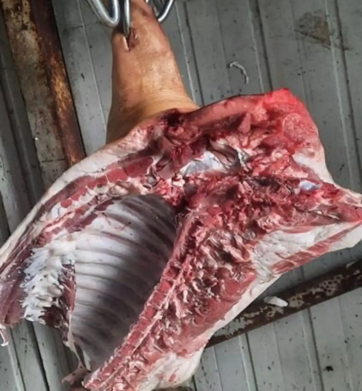 Забой свинины с доставкой в Тюмень - Продукция животноводства (Животные) в Тюмень