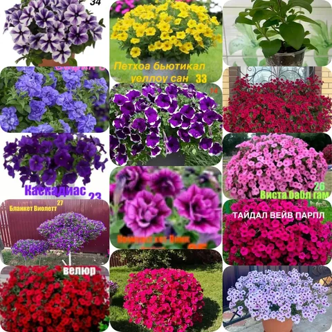 Продажа укорененных черенков вегетативной петунии и петунии ТАЙДАЛ - Хобби и отдых в Тюмень