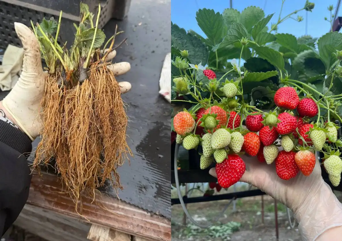 Рассада сортовой клубники с открытой корневой системой - Садоводство (Хобби и отдых) в Тюмень