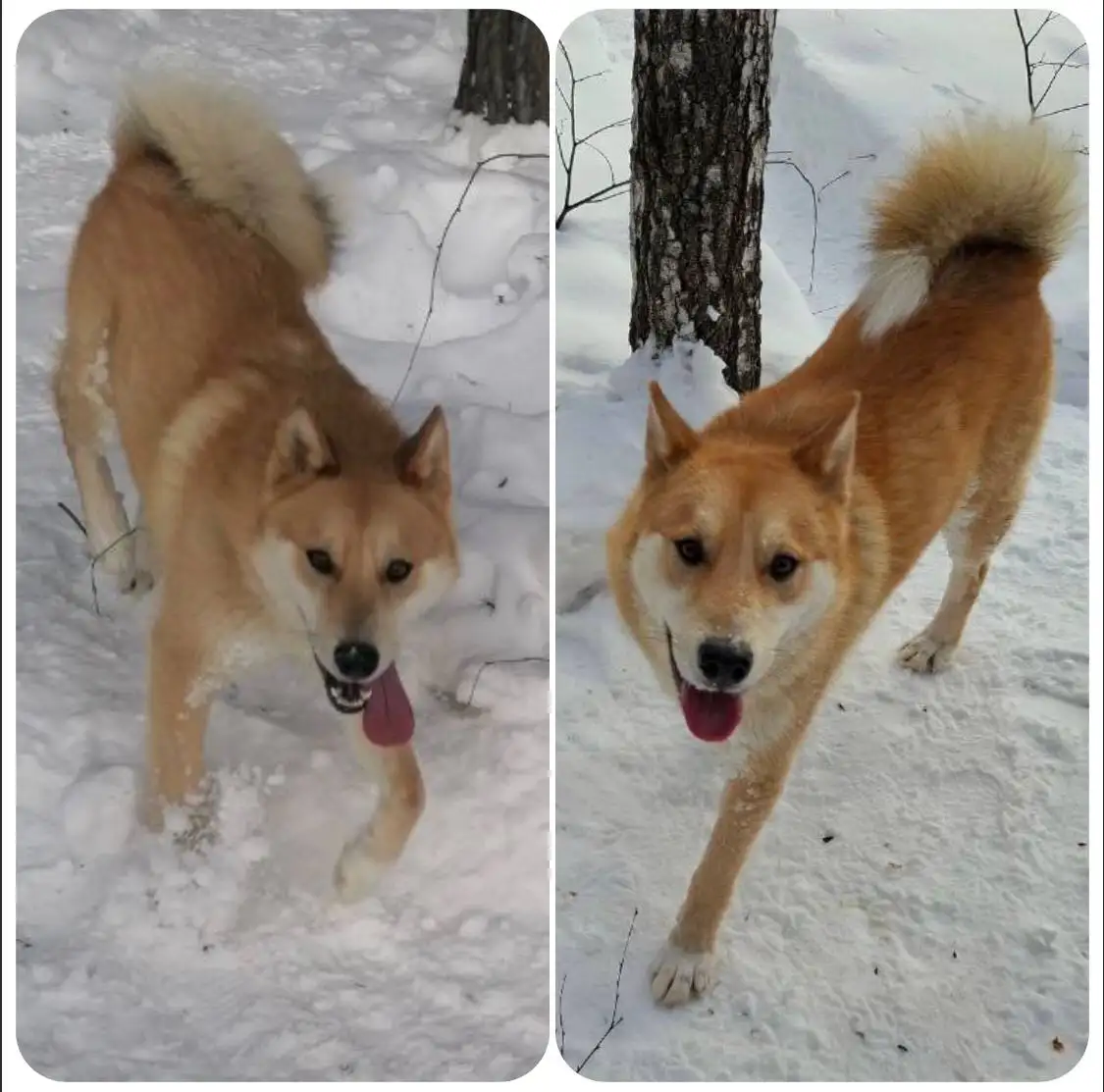 Шикарный кобель Лайки в поисках дома - Собаки (Животные) в Тюмень