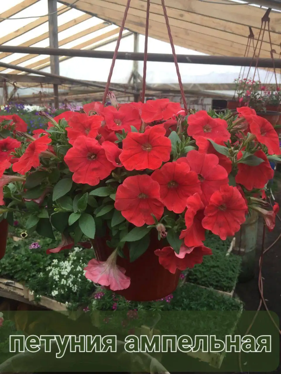 Однолетние цветы и вегетативная рассада в Красноярске - Растения и рассада (Хобби и отдых) в Красноярск