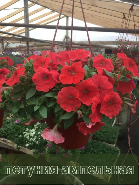 Однолетние цветы и вегетативная рассада в Красноярске - Хобби и отдых в Красноярск