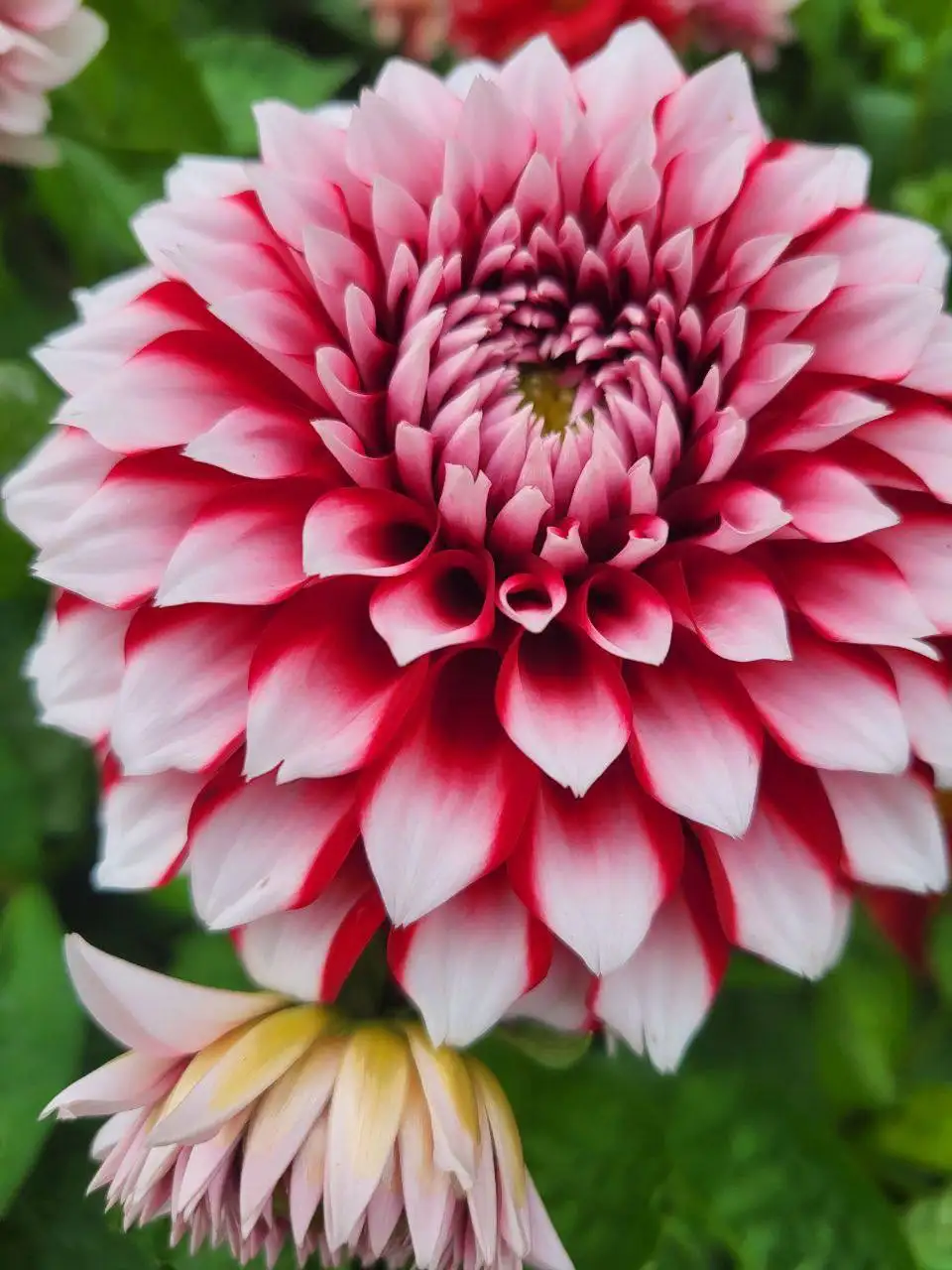 Однолетние цветы и вегетативная рассада в Красноярске - Растения и рассада (Хобби и отдых) в Красноярск