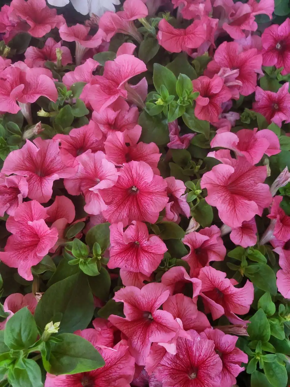 Однолетние цветы и вегетативная рассада в Красноярске - Растения и рассада (Хобби и отдых) в Красноярск