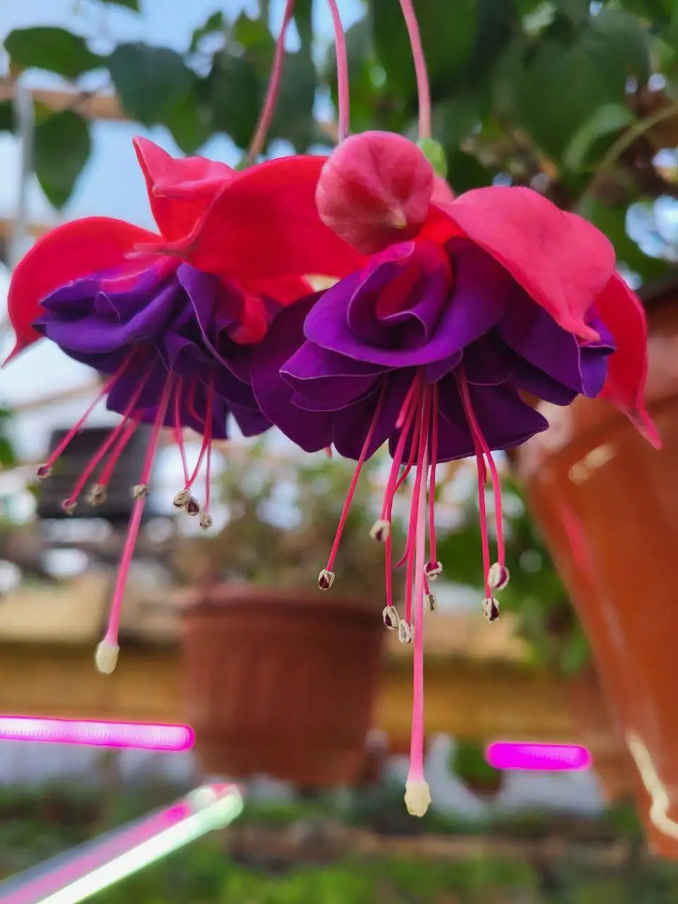 Однолетние цветы и вегетативная рассада в Красноярске - Растения и рассада (Хобби и отдых) в Красноярск