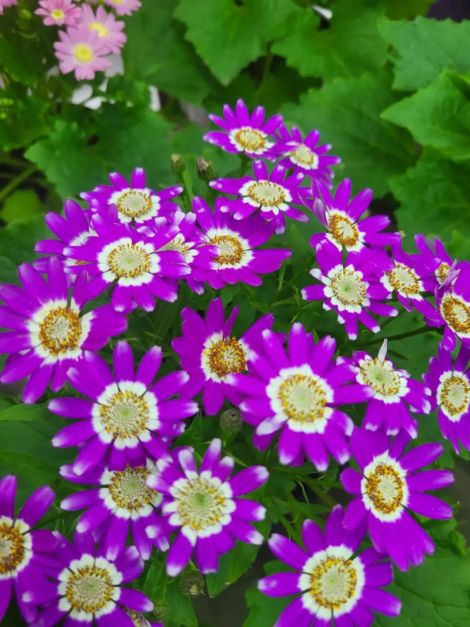 Цинерария - очаровательное растение для дома и сада - Растения (Хобби и отдых) в Красноярск