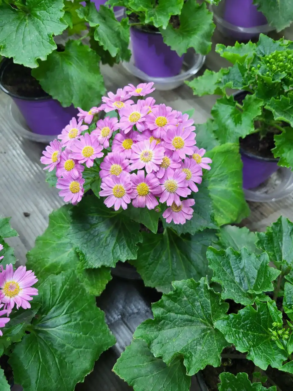 Цинерария - очаровательное растение для дома и сада - Растения (Хобби и отдых) в Красноярск