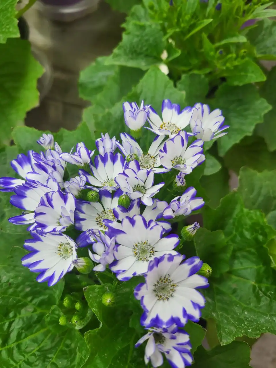 Цинерария - очаровательное растение для дома и сада - Растения (Хобби и отдых) в Красноярск