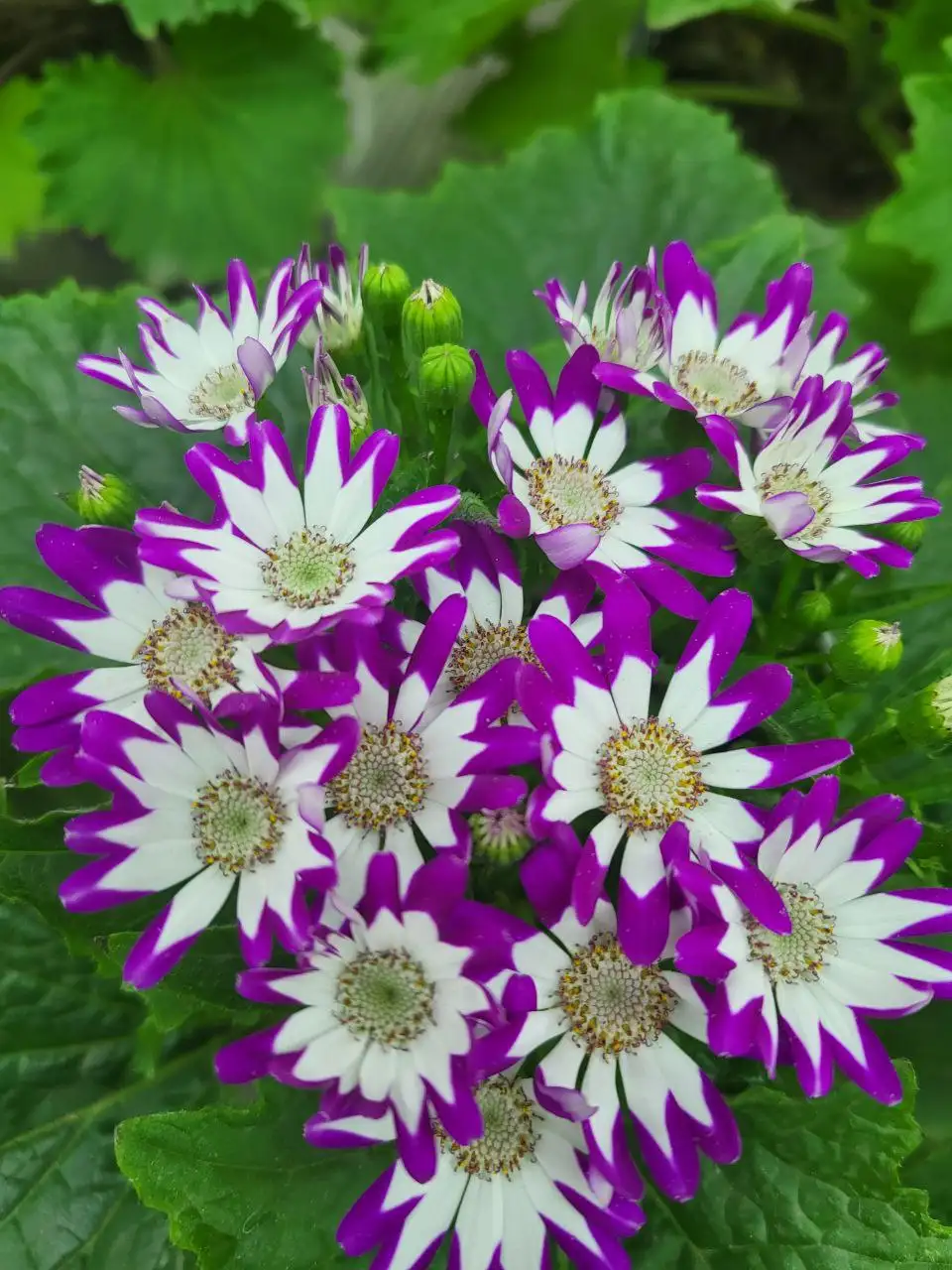 Цинерария - очаровательное растение для дома и сада - Растения (Хобби и отдых) в Красноярск