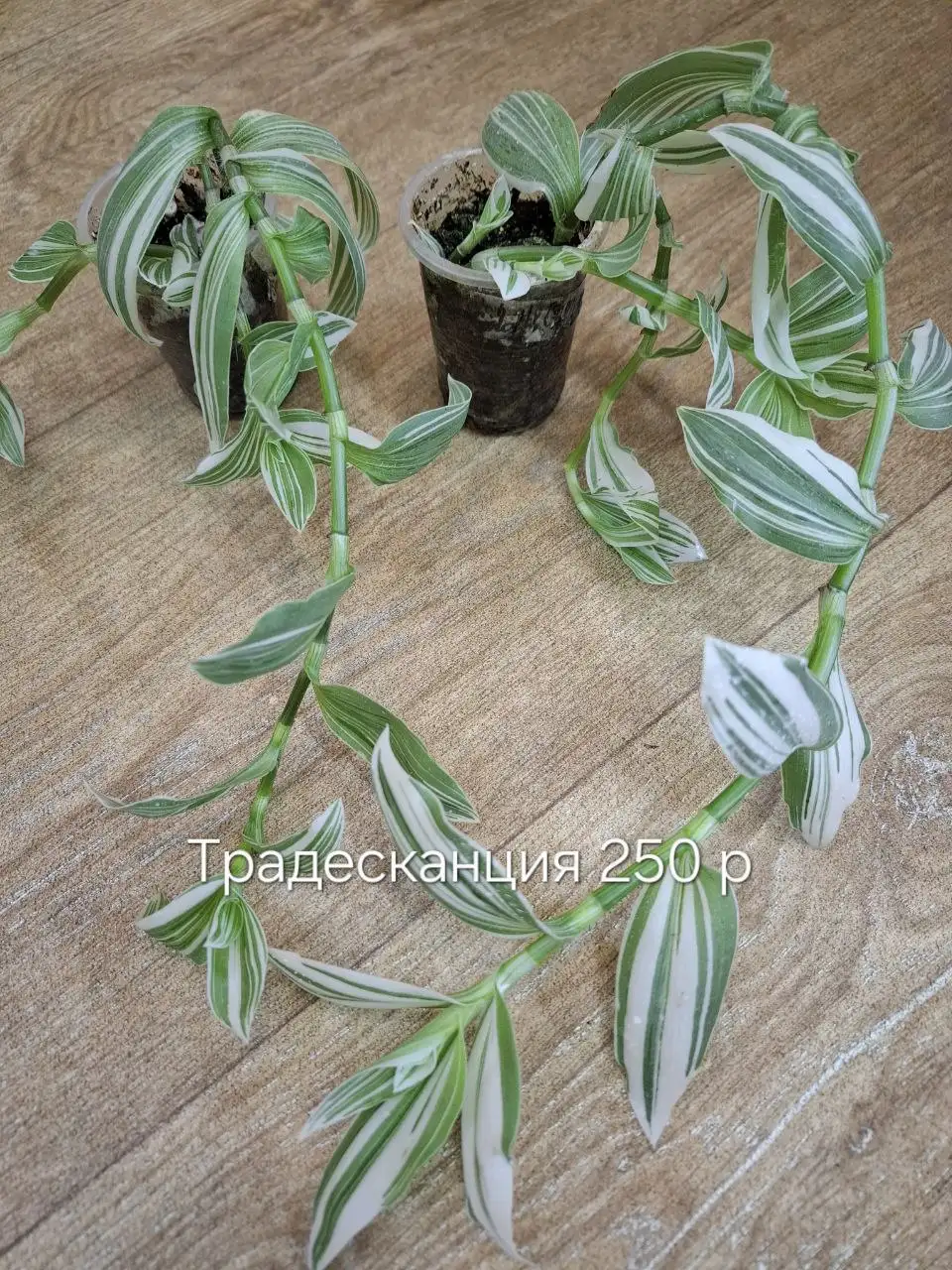 Продам цветы в Тюмени - Растения (Барахолка) в Тюмень