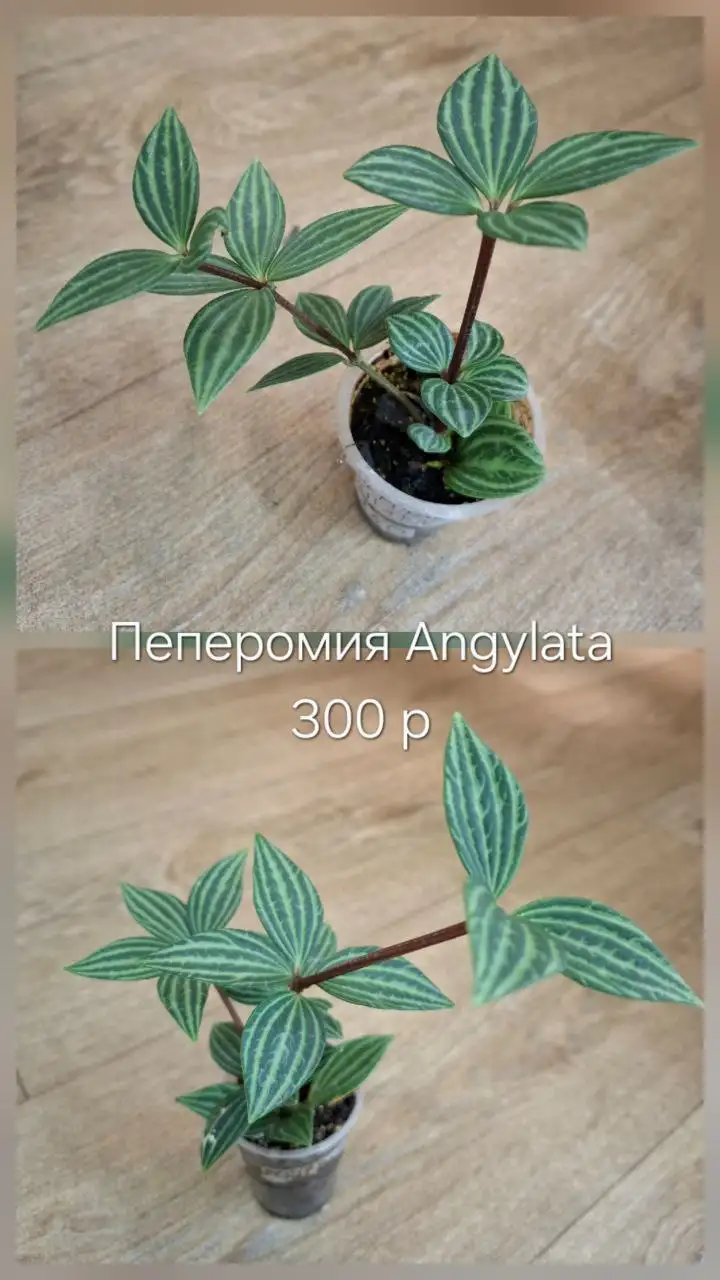 Продам цветы в Тюмени - Растения (Барахолка) в Тюмень