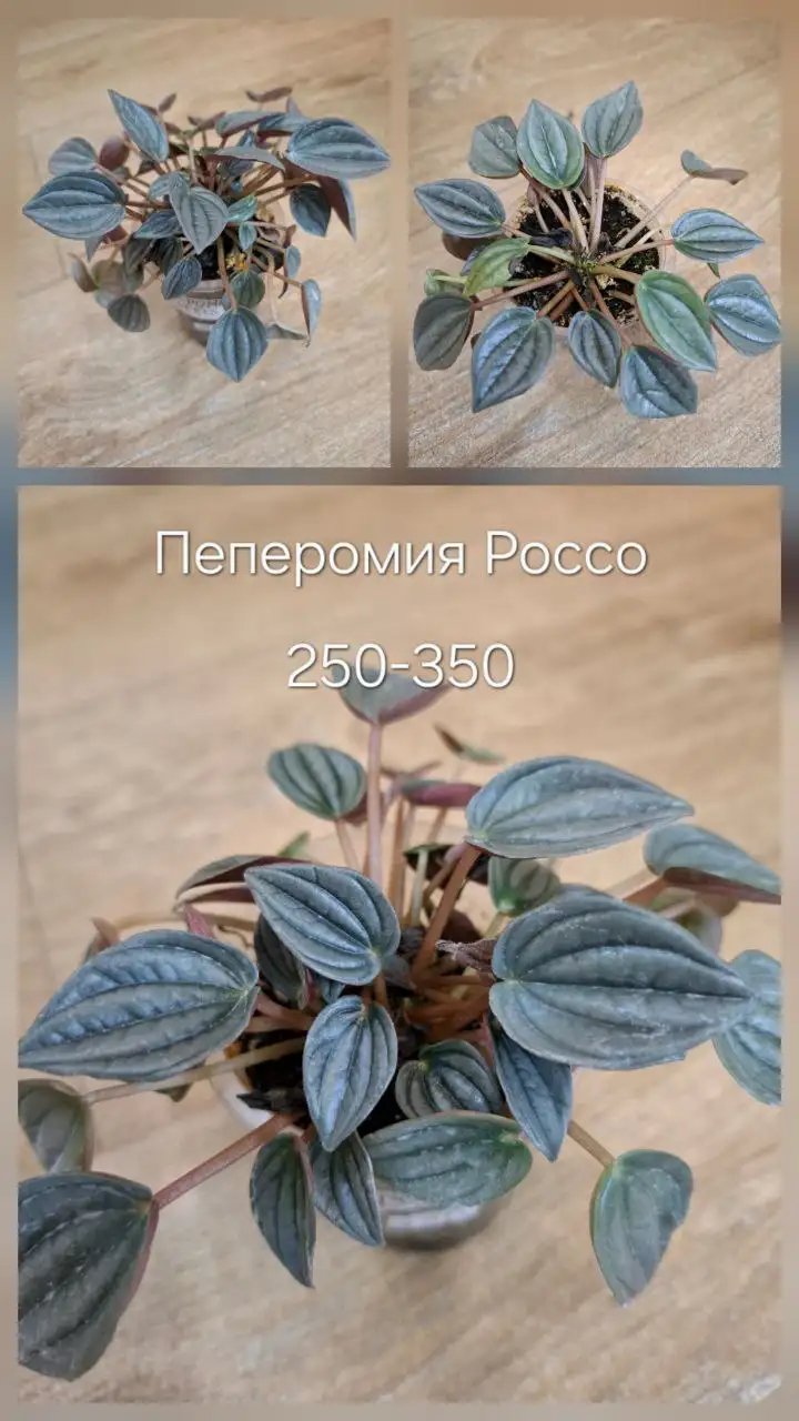 Продам цветы в Тюмени - Растения (Барахолка) в Тюмень