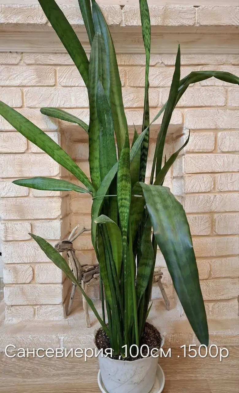 Продам цветы в Тюмени - Растения (Барахолка) в Тюмень