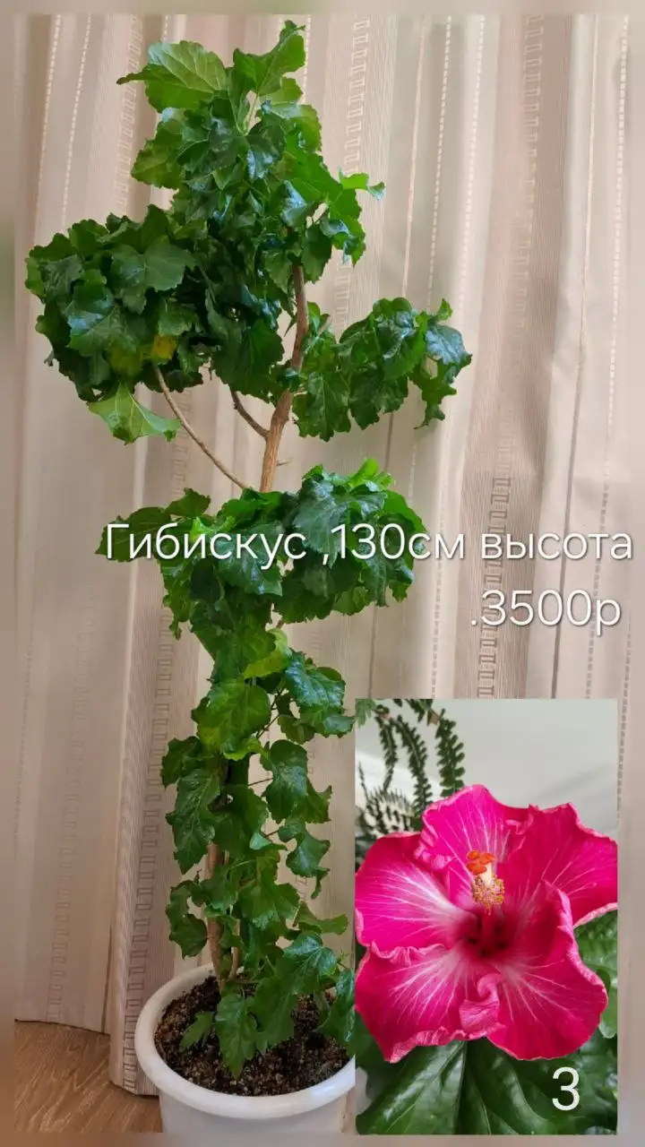 Продам цветы в Тюмени - Растения (Барахолка) в Тюмень