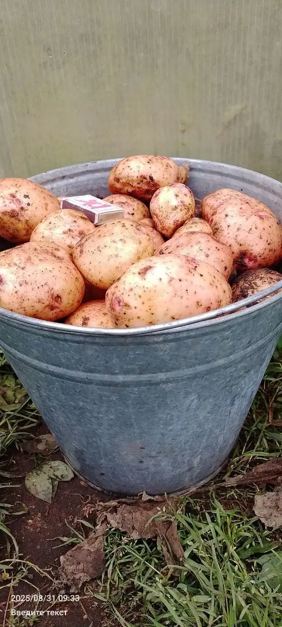 Продажа овощей и консервации - Продукты питания (Барахолка) в Тюмень