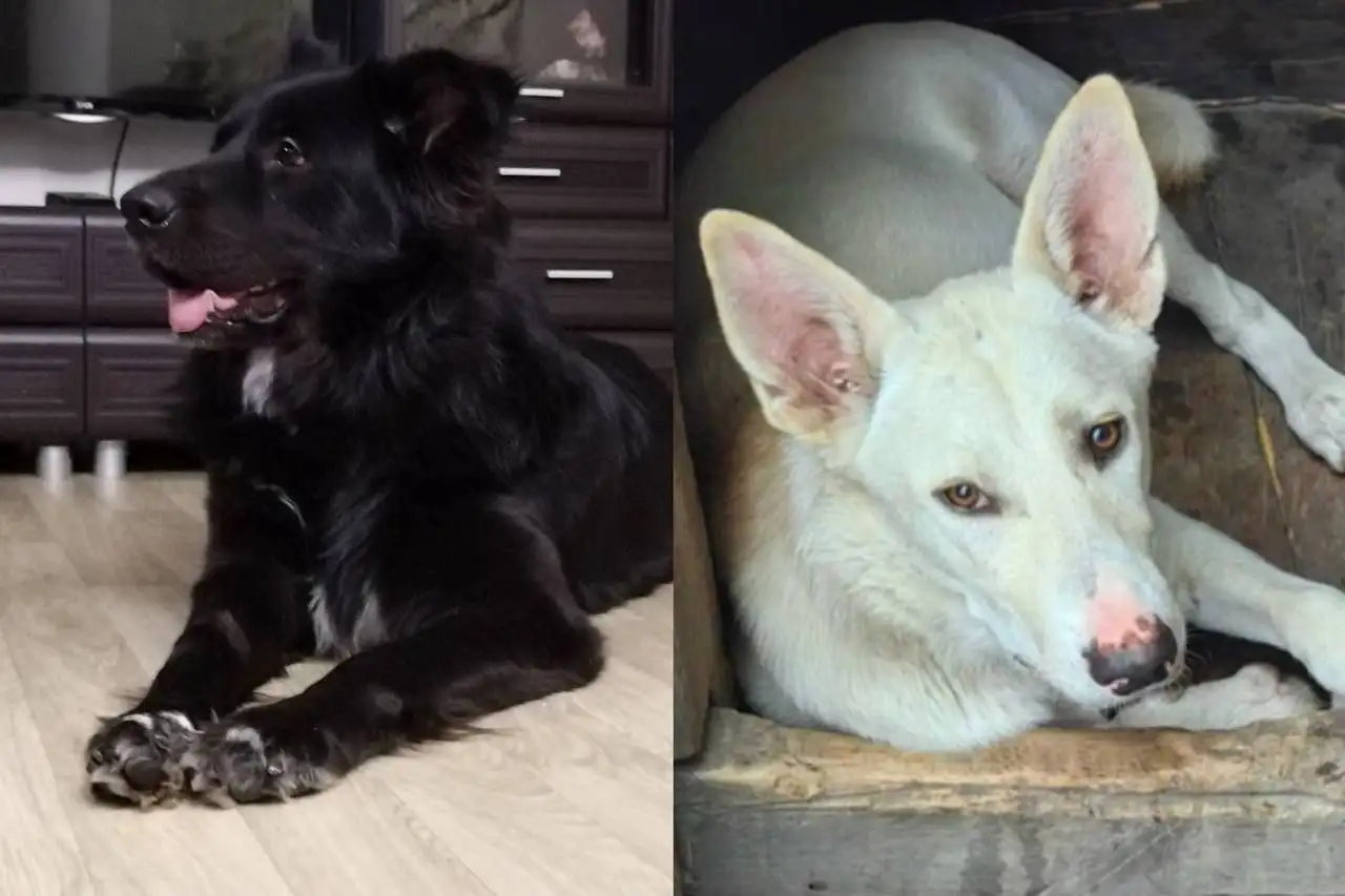 Отдаются бесплатно собаки Вольт и Бэки - Собаки (Животные) в Тюмень