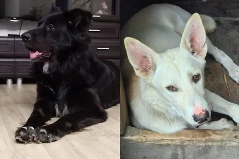 Отдаются бесплатно собаки Вольт и Бэки - частное объявление в Тюмень