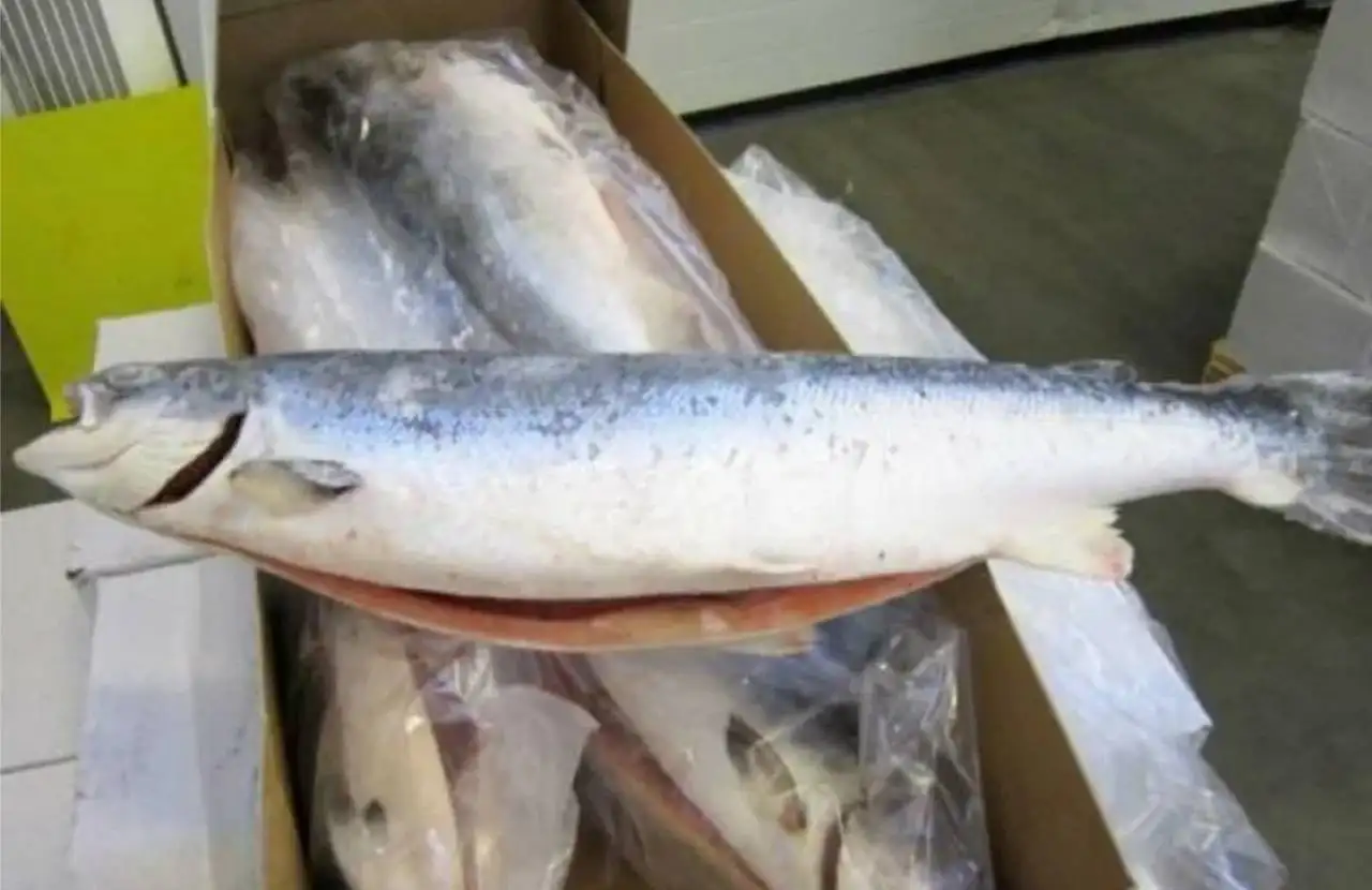 Сёмга (лосось) Премиум Чили свежий вылов - Продукты питания (Барахолка) в Тюмень